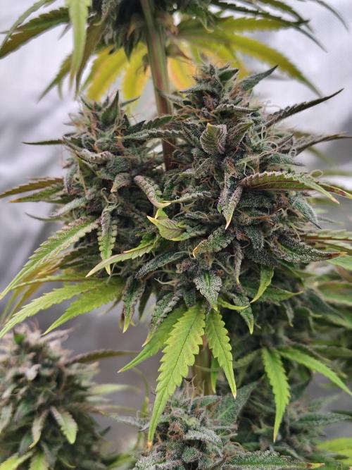 Face Fat (Run #2). Week 12