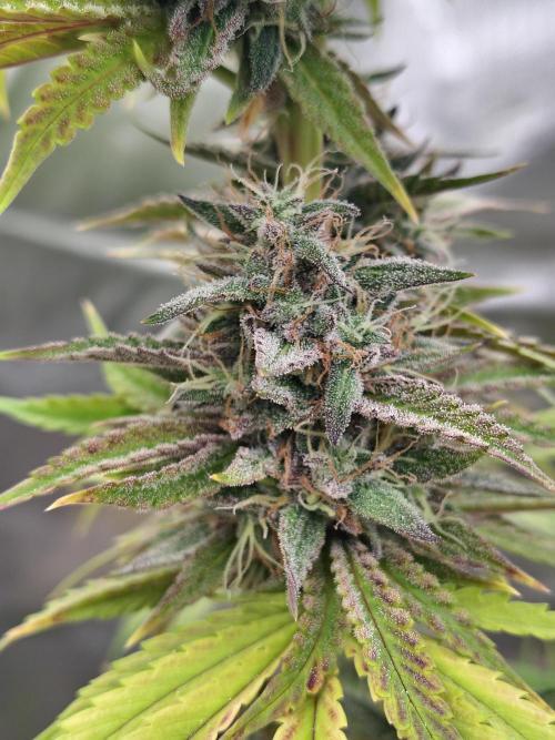 Face Fat (Run #2). Week 12