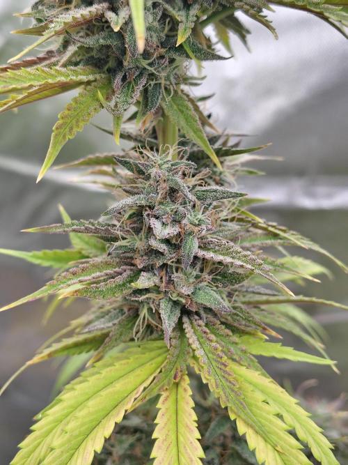 Face Fat (Run #2). Week 12