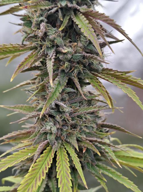 Face Fat (Run #2). Week 12