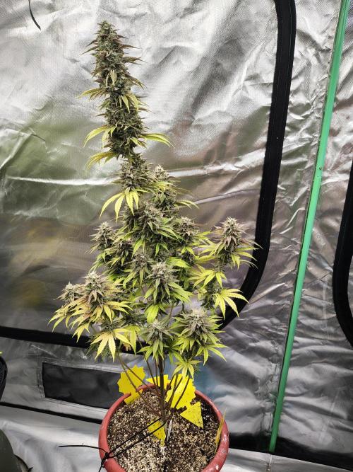 Face Fat (Run #2). Week 12