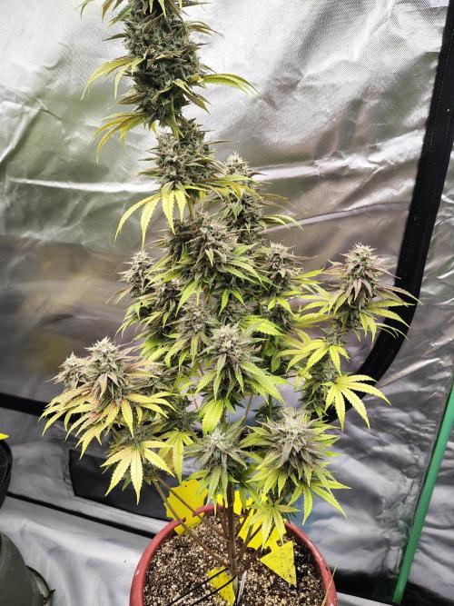 Face Fat (Run #2). Week 12