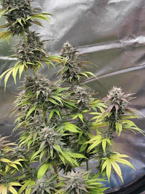 Face Fat (Run #2). Week 12