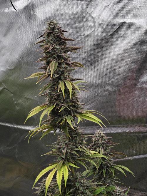 Face Fat (Run #2). Week 12