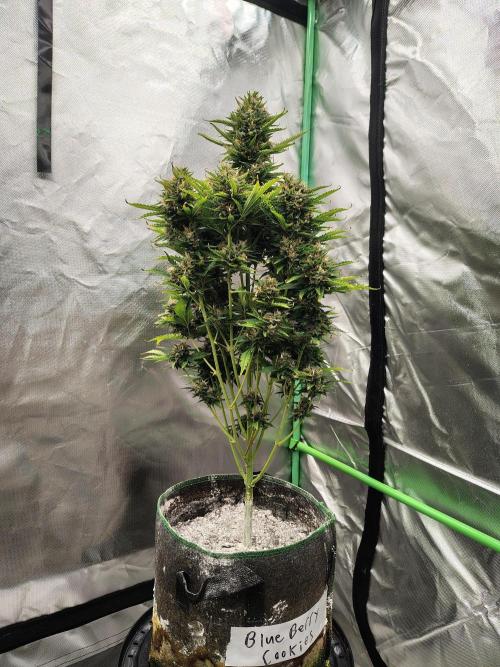 Blueberry Cookies. Week 11 - Chop day 83 for P2