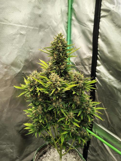 Blueberry Cookies. Week 11