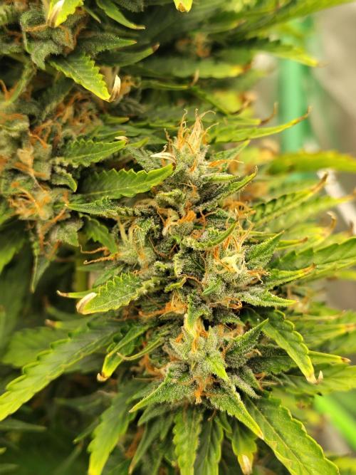 Blueberry Cookies. Week 11