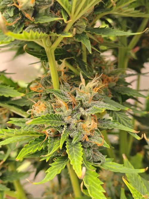 Blueberry Cookies. Week 11