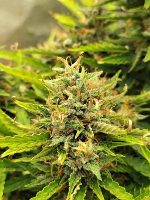 Blueberry Cookies. Week 11