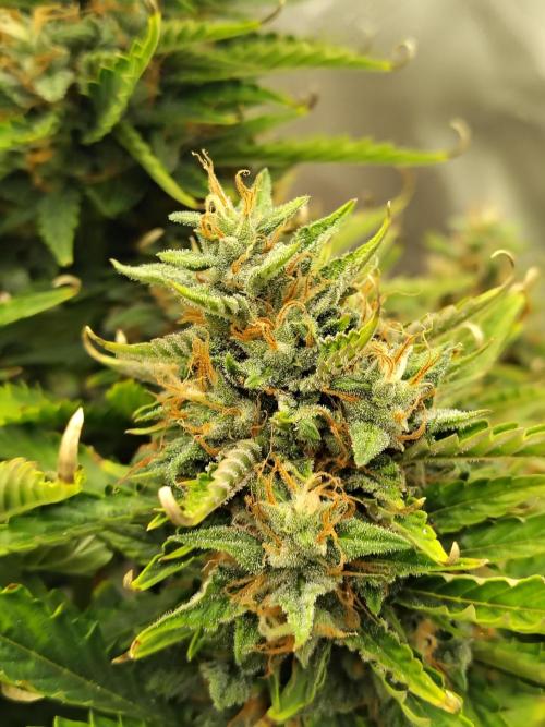 Blueberry Cookies. Week 11