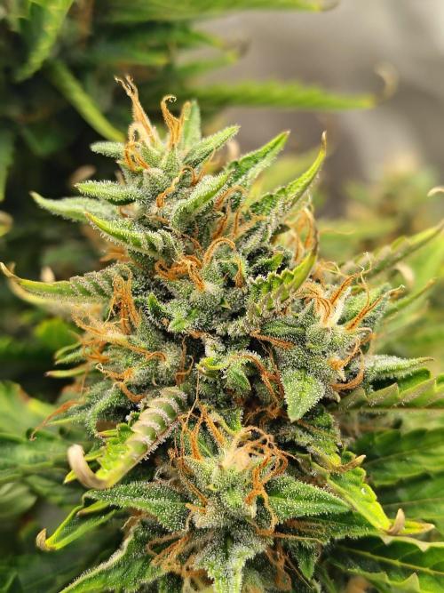 Blueberry Cookies. Week 11