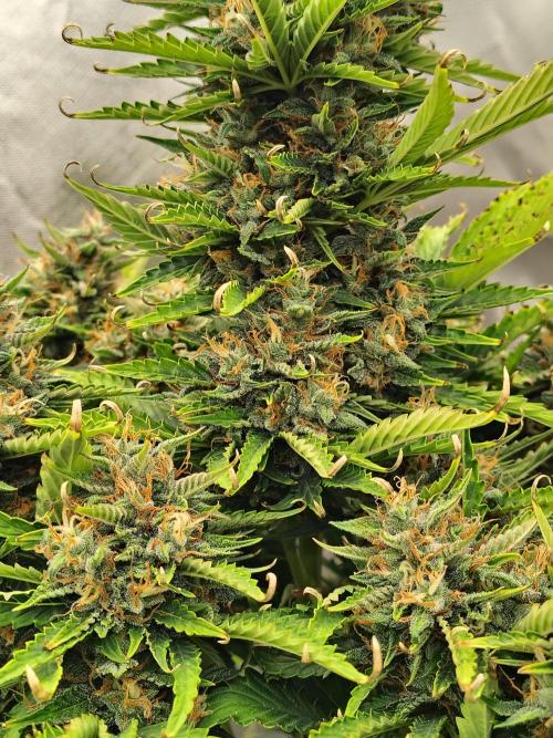 Blueberry Cookies. Week 11