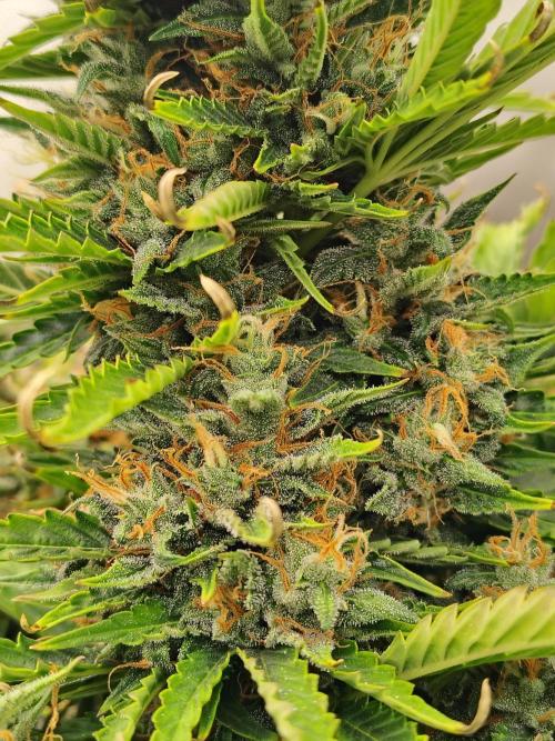 Blueberry Cookies. Week 11 - Chop day 83 for plant 2