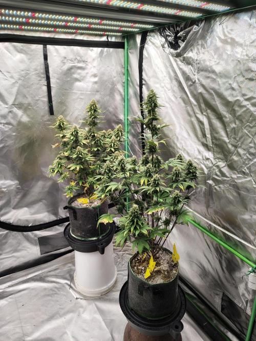 FrostBanger Auto. Week 8