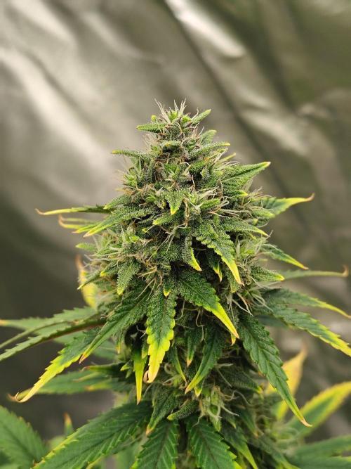 FrostBanger Auto. Week 8