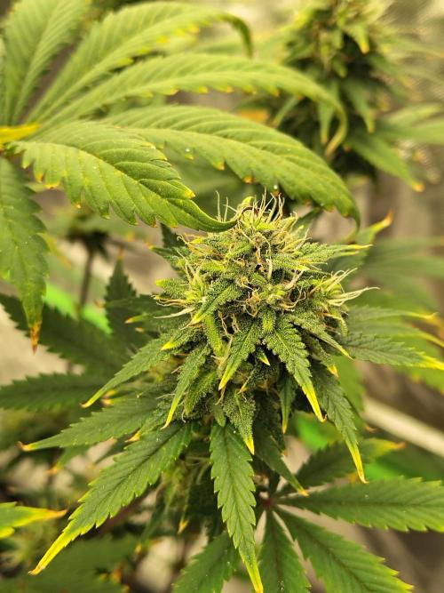 FrostBanger Auto. Week 8