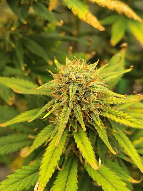 FrostBanger Auto. Week 8