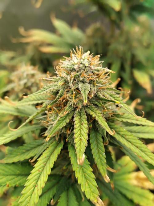 FrostBanger Auto. Week 8