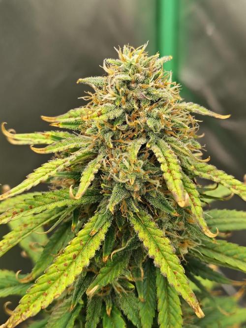 FrostBanger Auto. Week 8