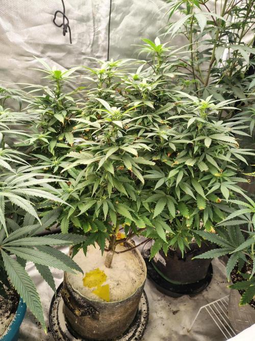 Alien Moonrocks. Week 12