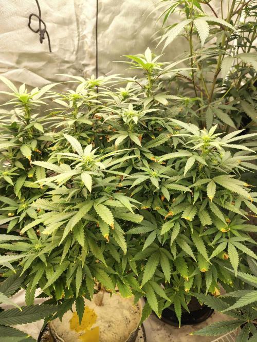 Alien Moonrocks. Week 12