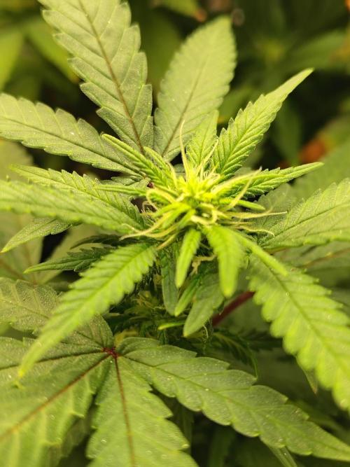 Alien Moonrocks. Week 12