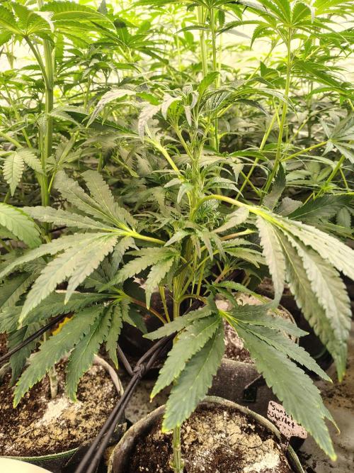 Sunset Sherbet. Week 6