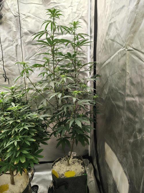 Blueberry Swirl. Week 13