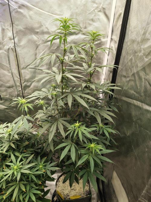 Blueberry Swirl. Week 13