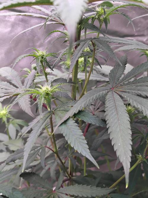 Blueberry Swirl. Week 13