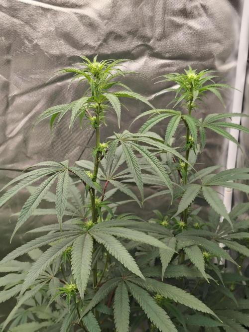 Blueberry Swirl. Week 13