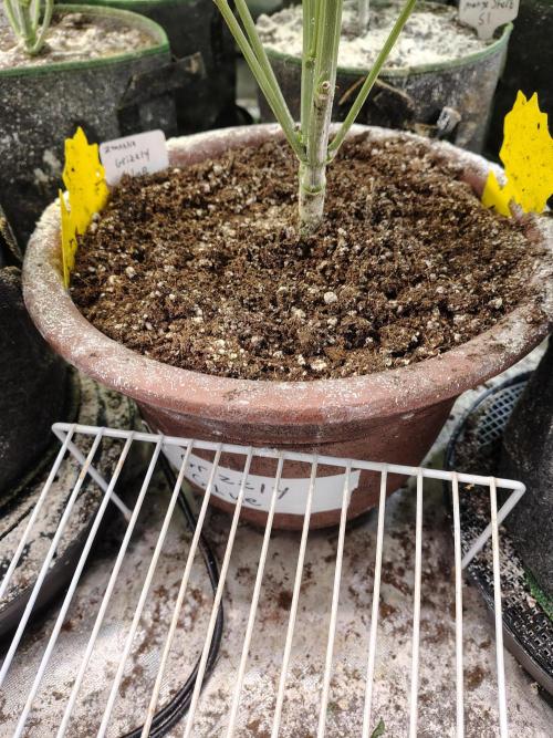 Grizzly Glue. Week 8