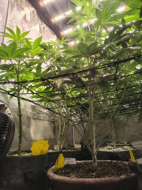 Grizzly Glue. Week 8