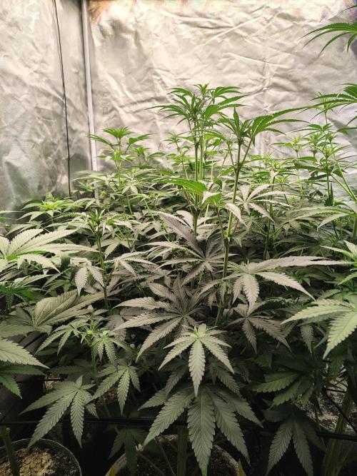 Grizzly Glue. Week 8