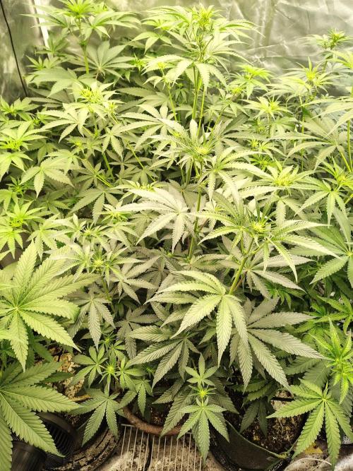 Grizzly Glue. Week 8