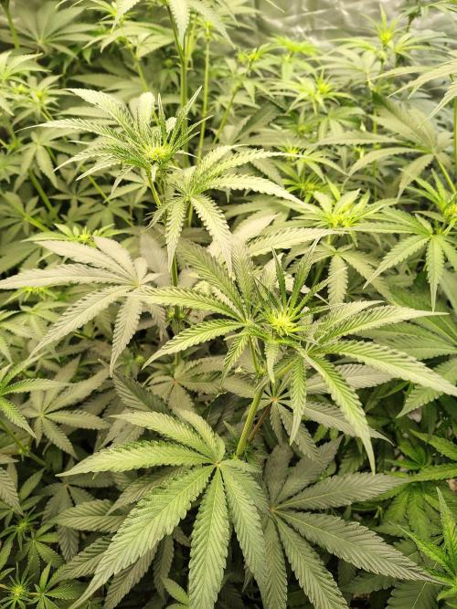 Grizzly Glue. Week 8