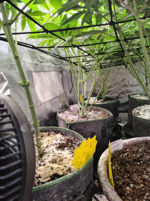 RS11 (Rainbow Sherbet). Week 6