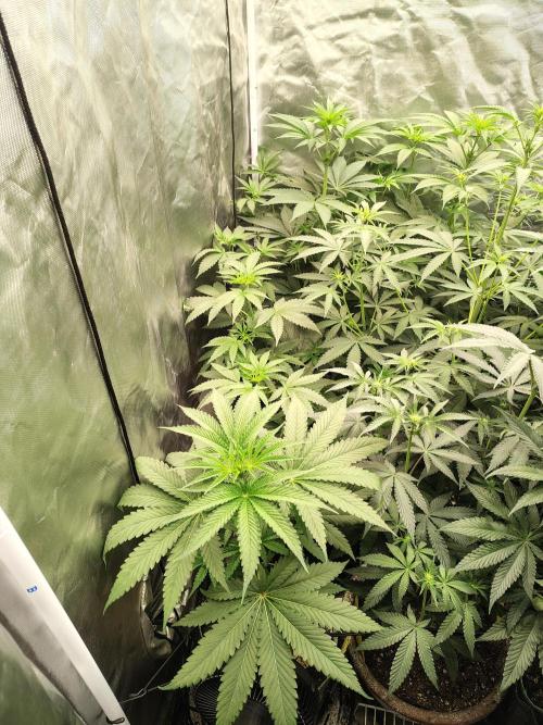 RS11 (Rainbow Sherbet). Week 6