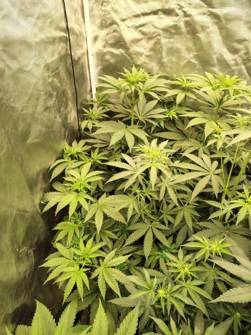 RS11 (Rainbow Sherbet). Week 6