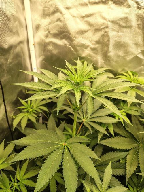 RS11 (Rainbow Sherbet). Week 6