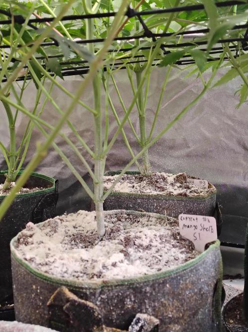 Mango Sherb S1. Week 6