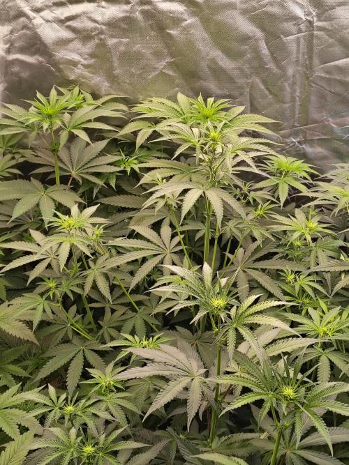 Mango Sherb S1. Week 6