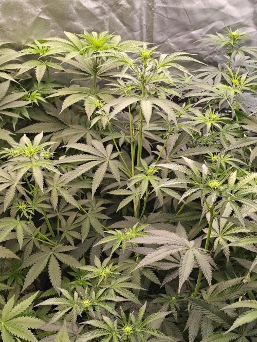 Mango Sherb S1. Week 6