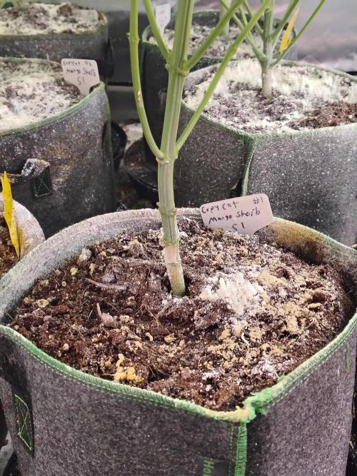 Mango Sherb S1. Week 6