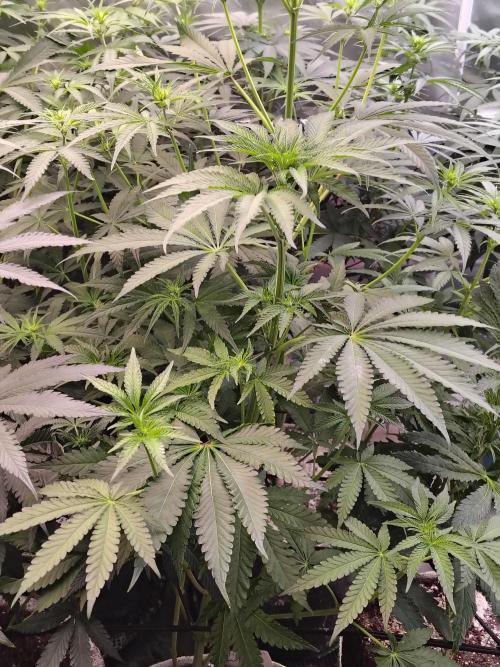 Mango Sherb S1. Week 6