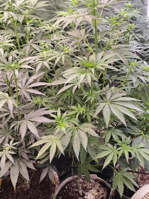 Mango Sherb S1. Week 6