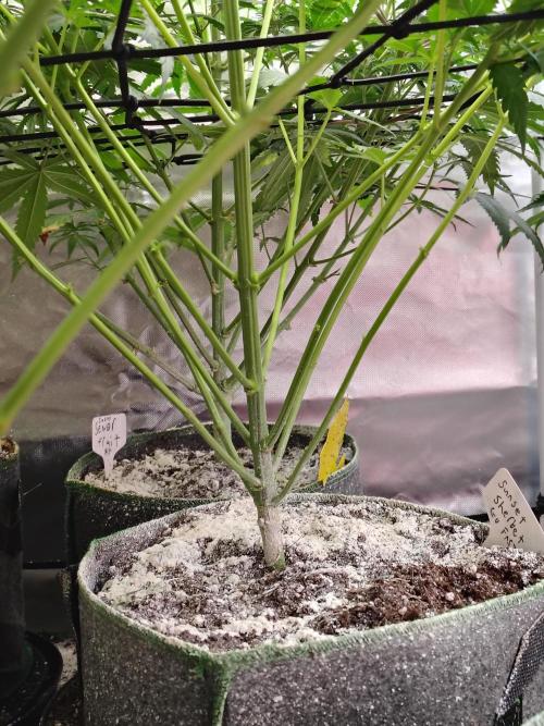 Sunset Sherbet Go Fast. Week 6