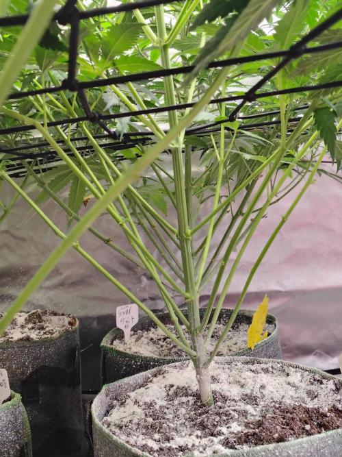 Sunset Sherbet Go Fast. Week 6