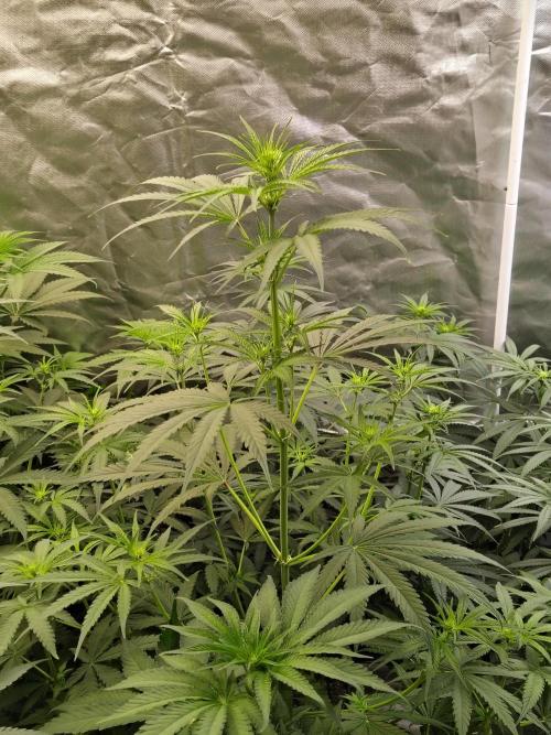 Sunset Sherbet Go Fast. Week 6