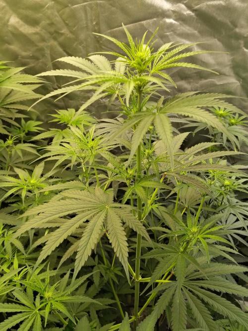 Sunset Sherbet Go Fast. Week 6